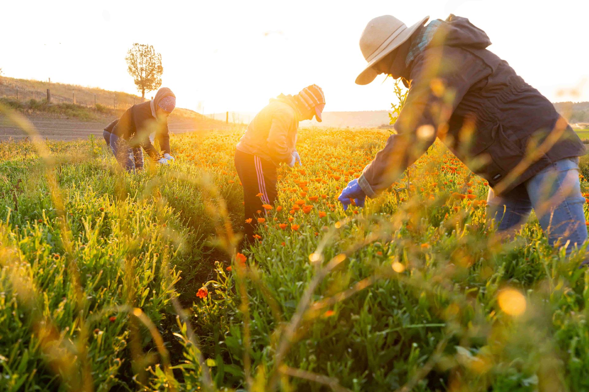 Bend commercial photography Oregon farm field sunset